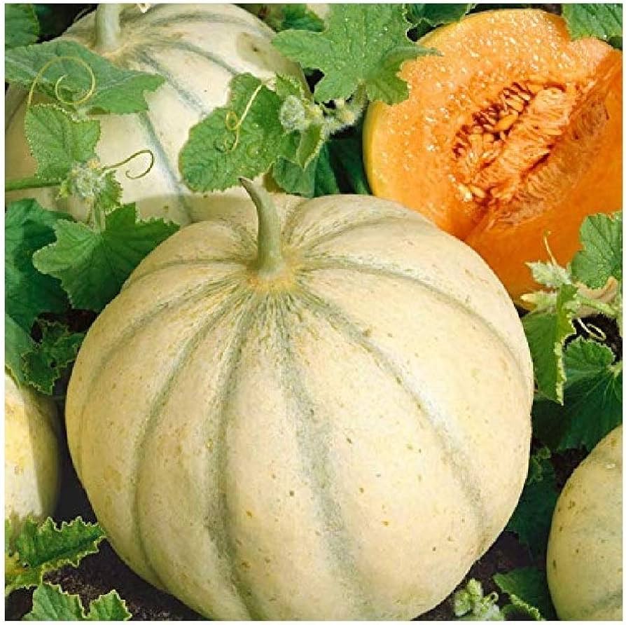 Charentais (French melon) for planting in garden